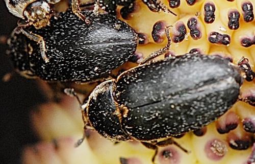 Réf. 191 153 : Dermestes sp.